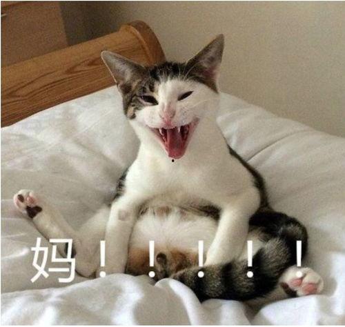 国产啊哈做视频在线爱,在线娱乐新风尚