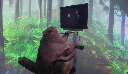 国产小猴子横评视频,各路萌宠大比拼，谁才是你的心头好？