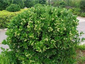 国产盆栽冬青养护视频,视频教程详解