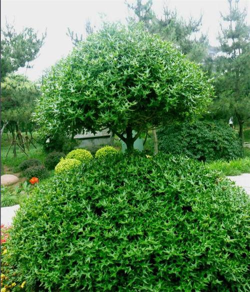 国产盆栽冬青养护视频,视频教程详解