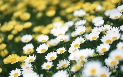 国产aa视频小雏菊