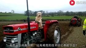 国产拖拉机旋耕工作视频,耕作新篇章