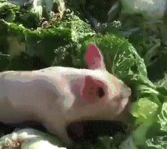 国产白菜让猪拱了视频,国产视频爆笑瞬间