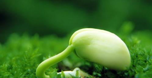 国产原创系列视频种子,探索本土文化魅力与创意无限