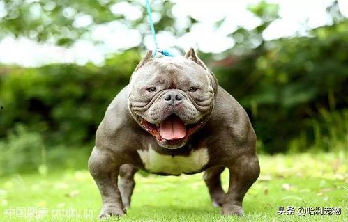 国产恶霸犬打架厉害吗视频,打架视频揭秘惊人战斗力