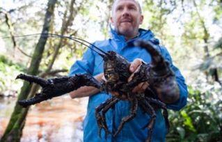 国产巨型淡水龙虾视频,探寻中华水族新宠儿的魅力