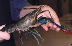 国产巨型淡水龙虾视频,探寻中华水族新宠儿的魅力